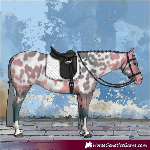 Horse Color:Watercolor Buckskin Tobiano Appaloosa 