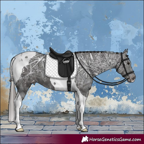 Horse Color:Smoky Black Ice Tobiano Appaloosa 