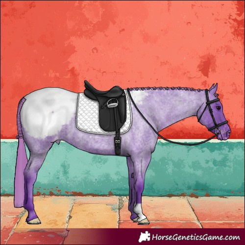 Horse Color:Watercolor Smoky Blue Roan Appaloosa
