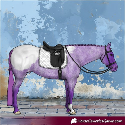 Horse Color:Watercolor Smoky Blue Roan Appaloosa