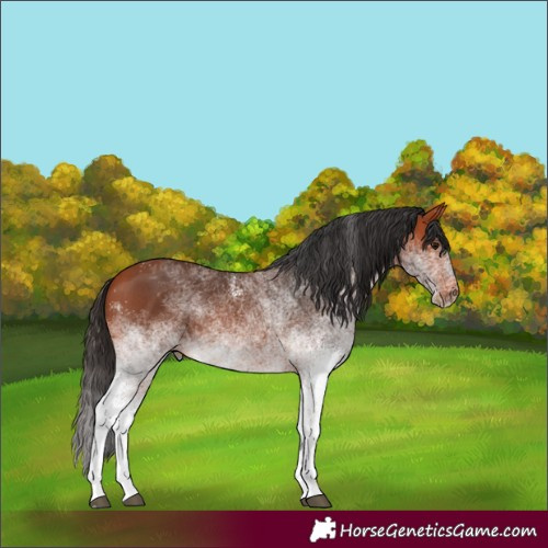 Horse Color:White Spotted Bay 