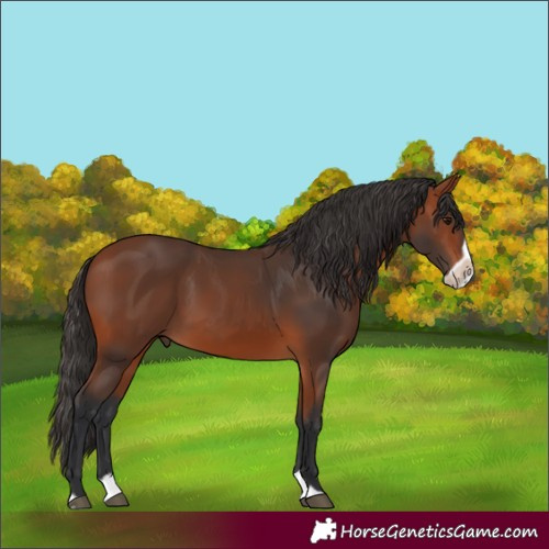 Horse Color:Bay Splash Frame Rabicano 