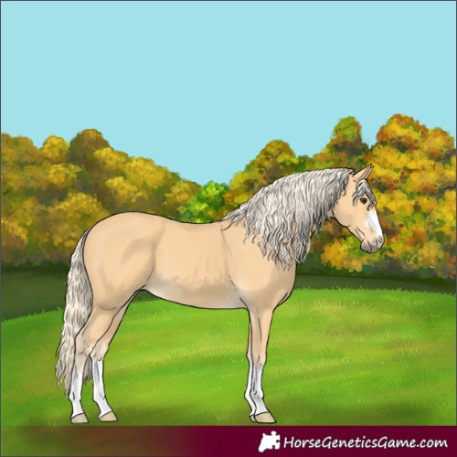 Horse Color:Palomino 