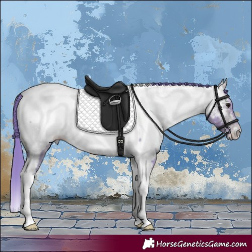 Horse Color:Watercolor Buckskin Tobiano Appaloosa 