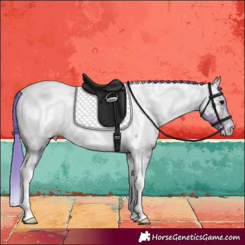 Horse Color:Watercolor Buckskin Tobiano Appaloosa