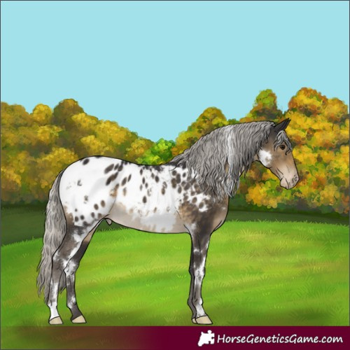 Horse Color:White Spotted Silver Smoky Black Appaloosa