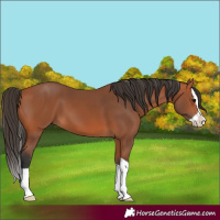 Horse Color:Bay Splash