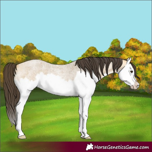 Horse Color:Buckskin Roan Dun Splash 