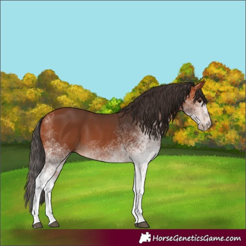 Horse Color:White Spotted Bay 