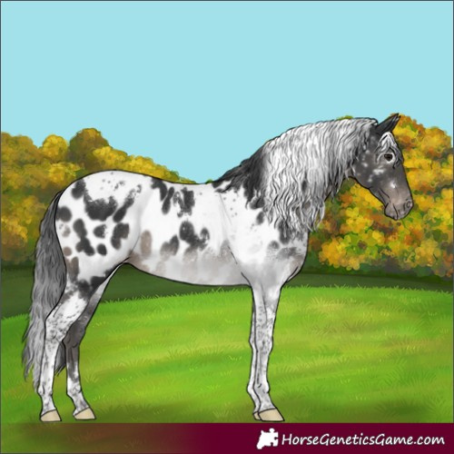 Horse Color:White Spotted Black Tobiano Appaloosa Rabicano 