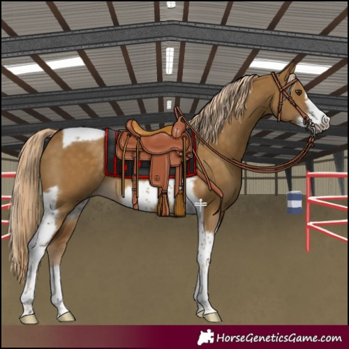 Horse Color:Chocolate Palomino Dun Tobiano Frame 