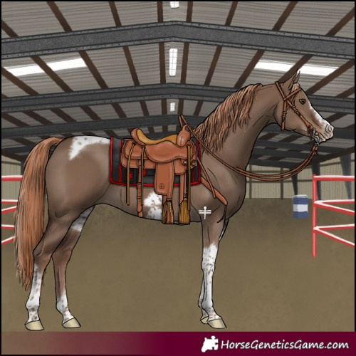 Horse Color:Liver Red Dun Tobiano Frame Rabicano 