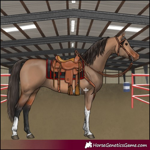 Horse Color:Bay Dun Tobiano 