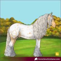 Horse Color:Palomino Tobiano Appaloosa