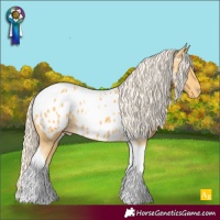 Horse Color:Palomino Tobiano Near Leopard