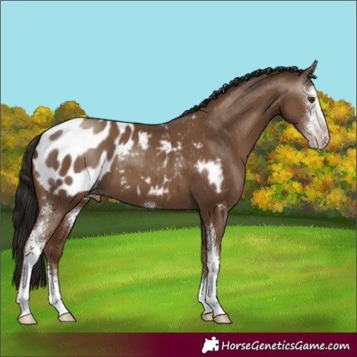 Horse Color:Gray Classic Champagne Sabino Appaloosa