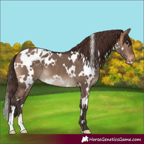 Horse Color:White Spotted Brown Dun Appaloosa 