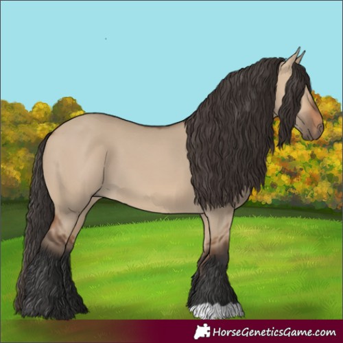 Horse Color:Bay Dun 