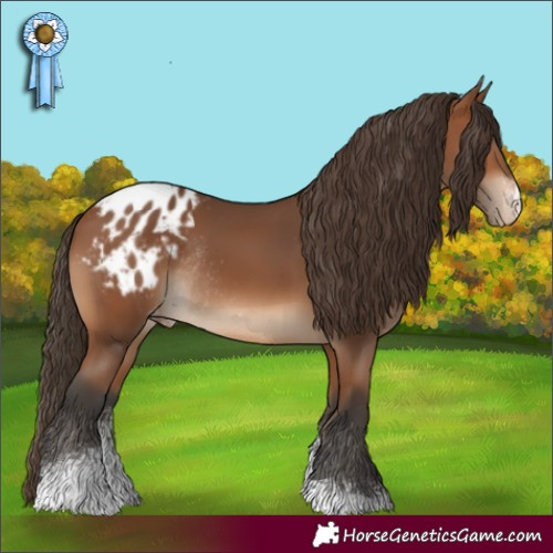 Horse Color:Bay Sabino Appaloosa Rabicano 