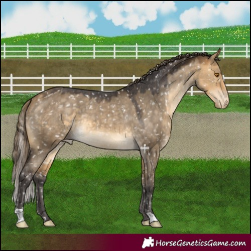 Horse Color:Buckskin Dun Appaloosa 
