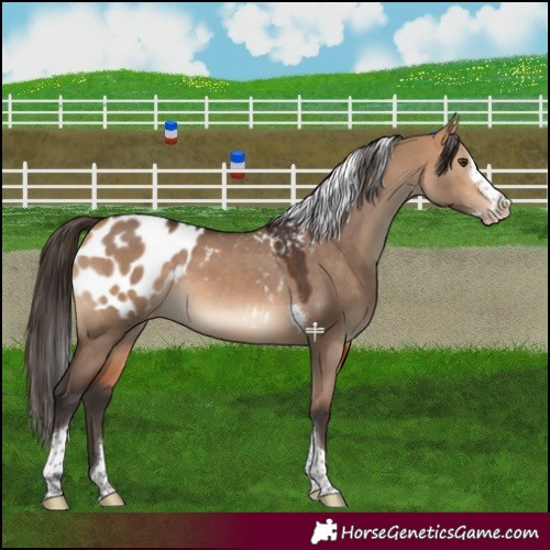 Horse Color:Bay Dun Splash Tobiano Blanket