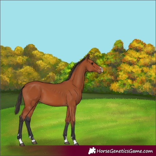 Horse Color:Bay 