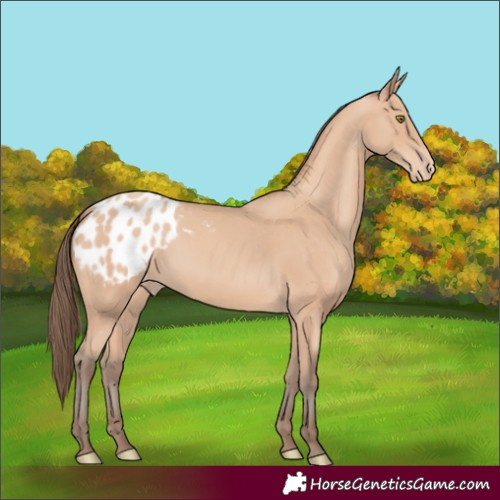 Horse Color:Unknown 