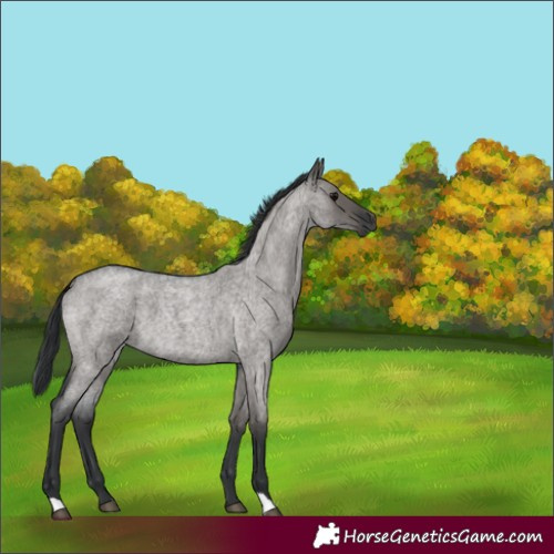 Horse Color:Grullo Roan 