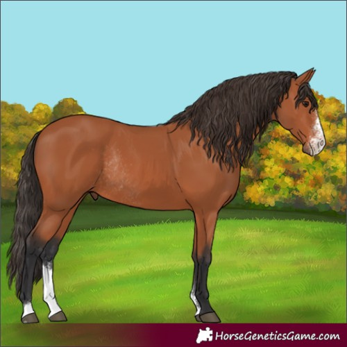 Horse Color:Bay Sabino Rabicano 