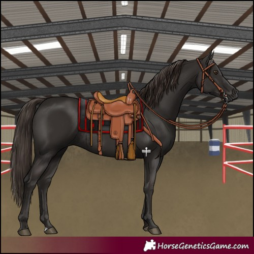 Horse Color:Liver Chestnut Rabicano 