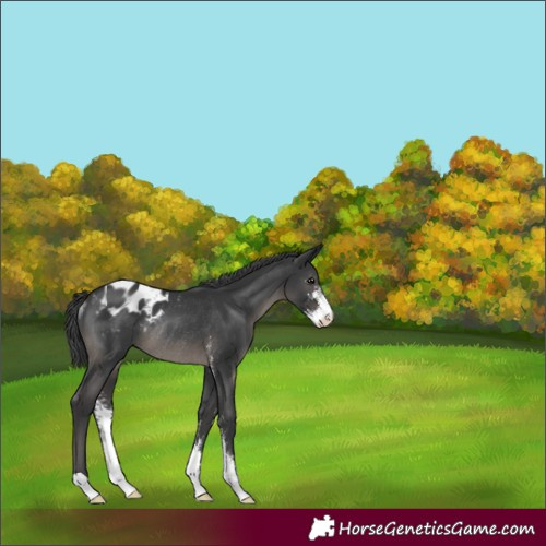Horse Color:Black Sabino Appaloosa Rabicano 
