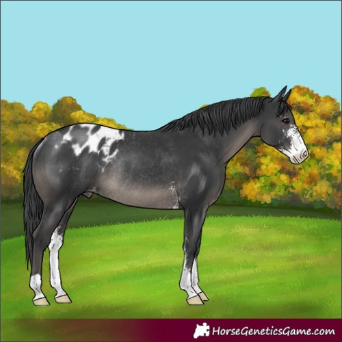 Horse Color:Black Sabino Appaloosa Rabicano