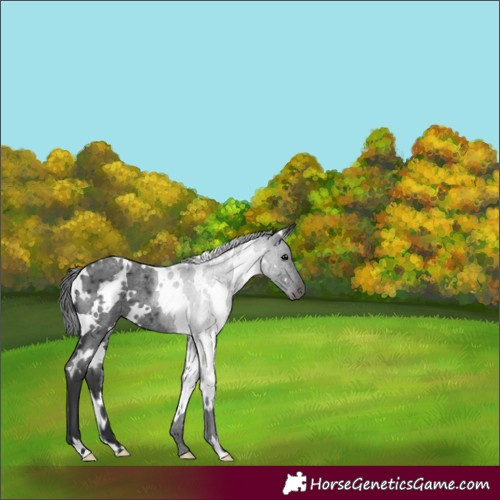 Horse Color:White Spotted Blue Roan 