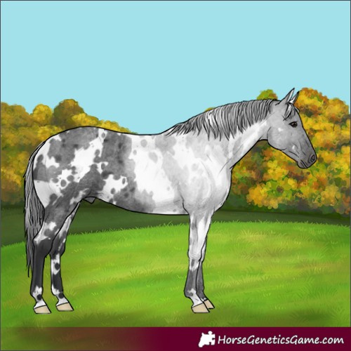 Horse Color:White Spotted Blue Roan 