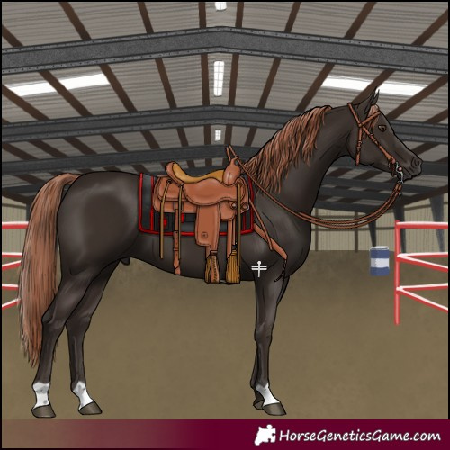 Horse Color:Liver Chestnut 