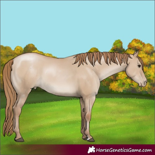 Horse Color:Grullo Pearl