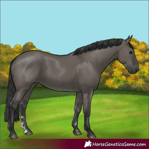 Horse Color:Grullo 