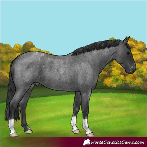 Horse Color:Blue Roan Appaloosa and Blue Roan