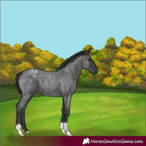 Horse Color:Blue Roan Appaloosa  and Blue Roan 