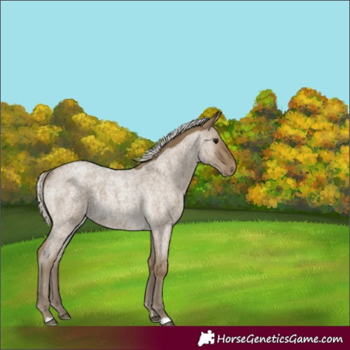 Horse Color:Silver Smoky Blue Roan 