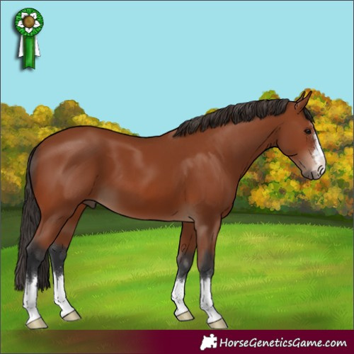 Horse Color:Bay 
