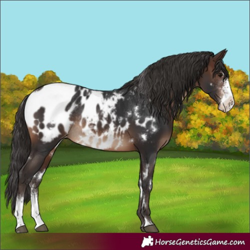 Horse Color:White Spotted Brown Sabino Appaloosa Rabicano 