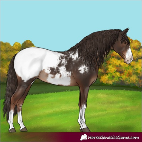 Horse Color:Liver Chestnut Appaloosa 