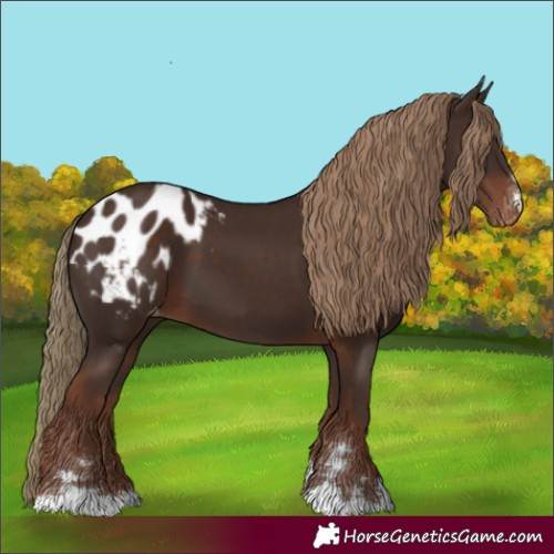 Horse Color:Liver Chestnut Appaloosa 