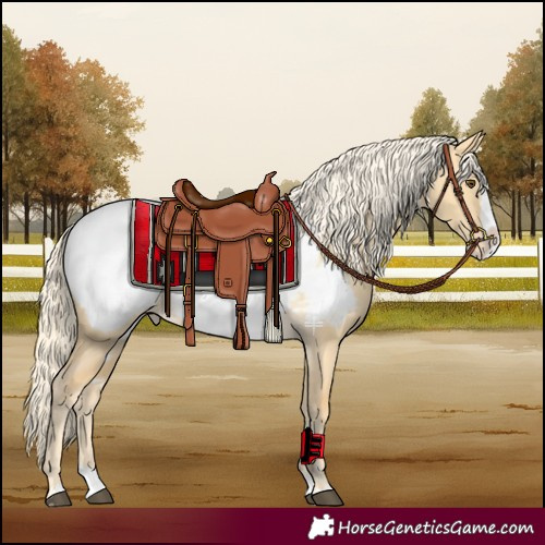 Horse Color:Palomino Dun Splash Appaloosa 