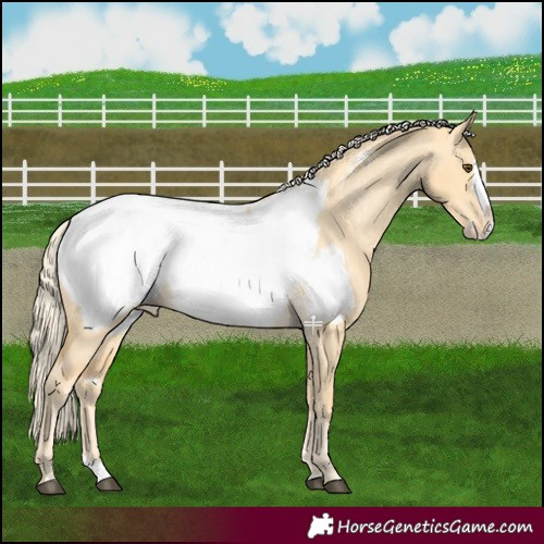 Horse Color:Palomino Dun Splash Appaloosa 