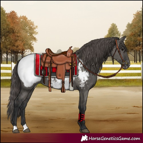 Horse Color:Grullo Snowcap