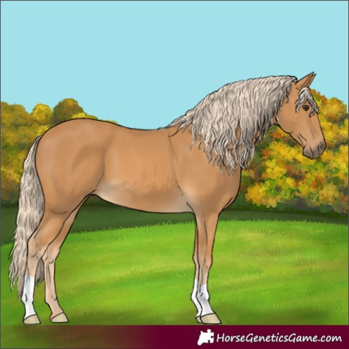 Horse Color:Palomino