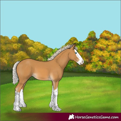 Horse Color:Palomino Splash 