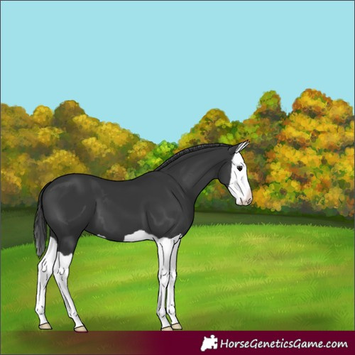 Horse Color:Black Splash 